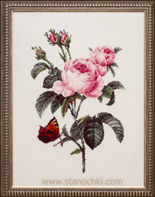    801 Rosa centifolia Fujico Collection ()